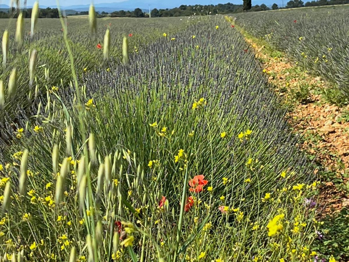 Gite Harmonie Gréoux-les-Bains Buitenkant foto